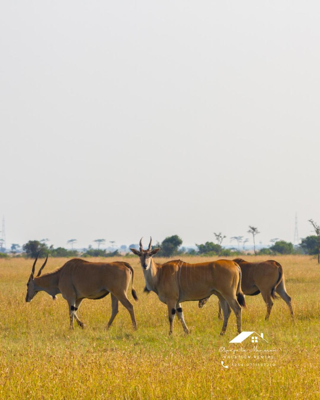 ナニュキ Ol Pejeta Mansionヴィラ エクステリア 写真