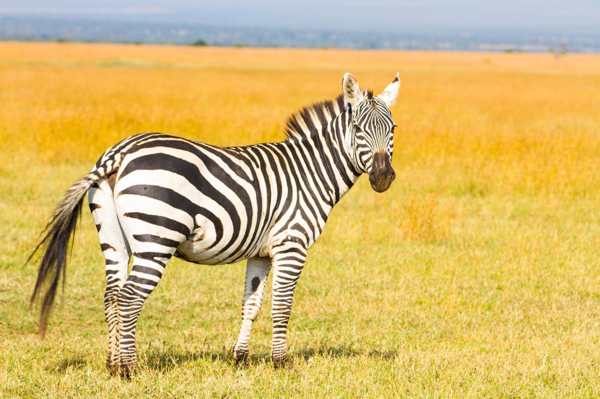 ナニュキ Ol Pejeta Mansionヴィラ エクステリア 写真